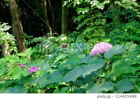 森のボタンクサギの花咲く　【相模原市津久井　9月】 114455499