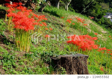 土手に咲く彼岸花と切り株 【相模原市津久井 10月】 土手に咲く彼岸花と切り株 【相模原市津久井 10月】 114455502