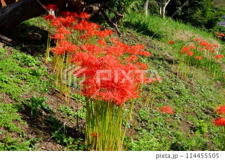 土手に咲く彼岸花　【相模原市津久井　10月】 114455505