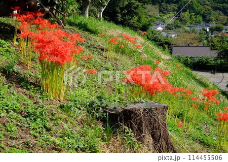 土手に咲く彼岸花と切り株　【相模原市津久井　10月】 114455506