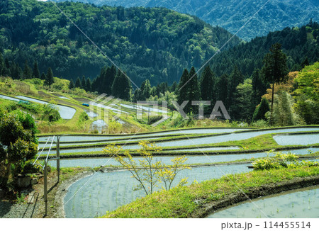 滋賀県高島市の畑地区の初夏の棚田です 滋賀県高島市の畑地区の初夏の棚田です 114455514