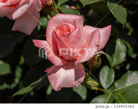 敬宮愛子内親王の誕生を祝して命名されたバラ【プリンセス アイコ】 敬宮愛子内親王の誕生を祝して命名されたバラ【プリンセス アイコ】 114455562