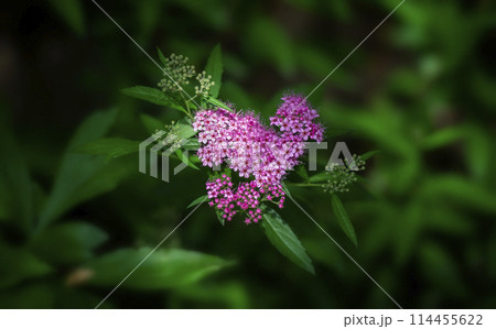 Purple spirea inflorescence in green foliage	 114455622