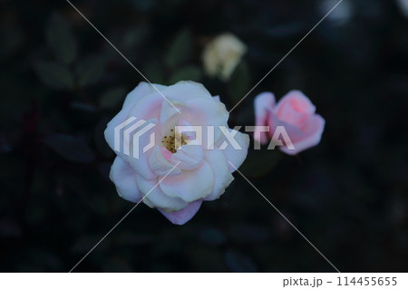 荒尾市　おもやい市民花壇　バラの花、 114455655