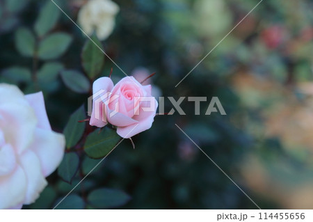 荒尾市　おもやい市民花壇　バラの花、 114455656