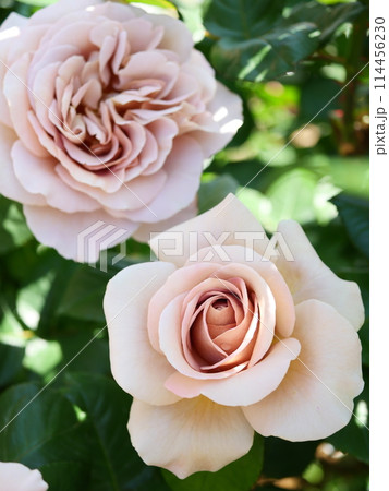 ブラウン系のバラ ブラウン系のバラ 114456230