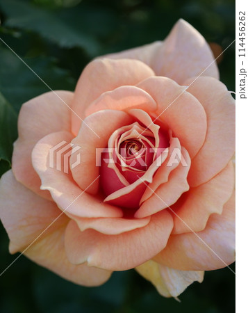 オレンジ色のバラ 114456262