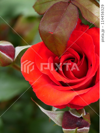 赤いバラの花 114456329