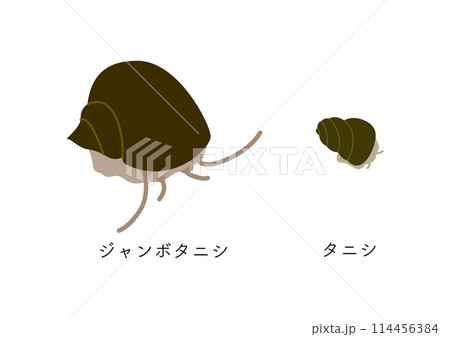 ジャンボタニシとタニシの大きさ比較、文字入り ジャンボタニシとタニシの大きさ比較、文字入り 114456384