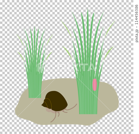 Giant snails and eggs laid on rice 114456386