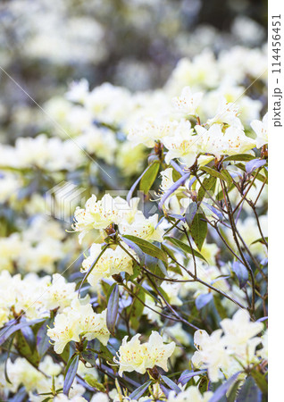 生野銀山のヒカゲツツジ 114456451