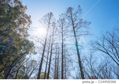 冬の木 114456566