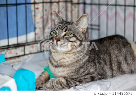 Sad gray cat with catheter on paw 114456573