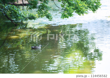 天王寺公園の風景 114456582