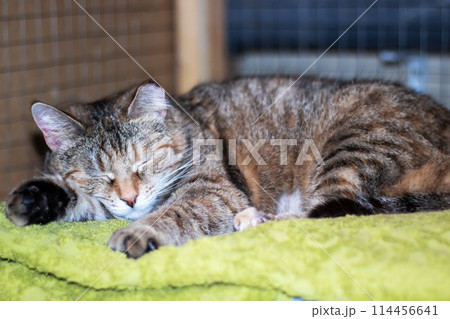 Little tricolor cat sleeping in a bed 114456641