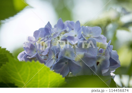 紫陽花 紫陽花 114456874
