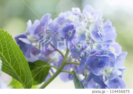 紫陽花 紫陽花 114456875