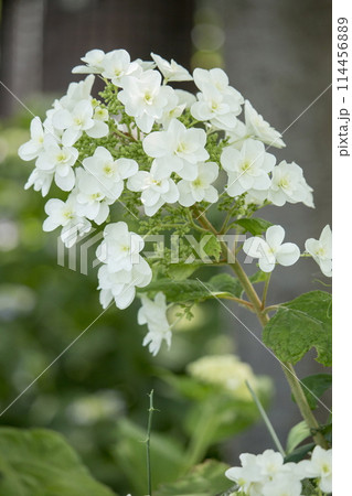 紫陽花 紫陽花 114456889