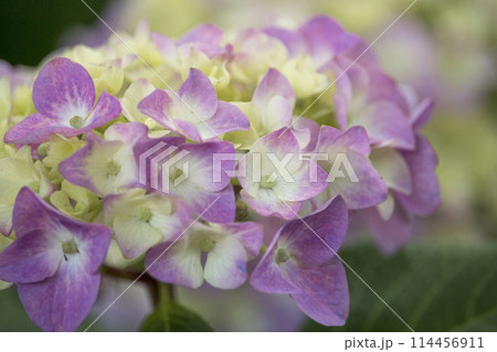 紫陽花 114456911