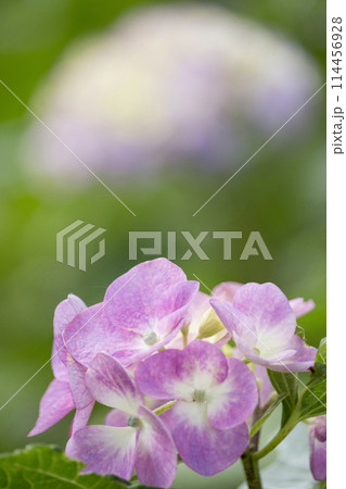 紫陽花 114456928