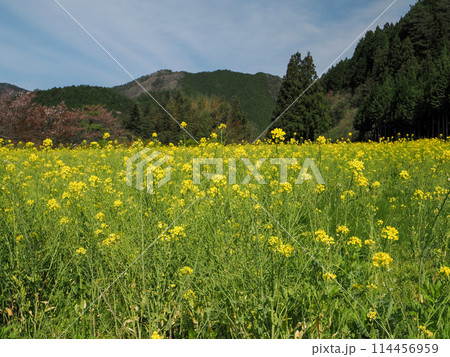菜の花畑の風景 菜の花畑の風景 114456959