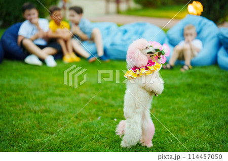 Circus show with animals in the park.  114457050