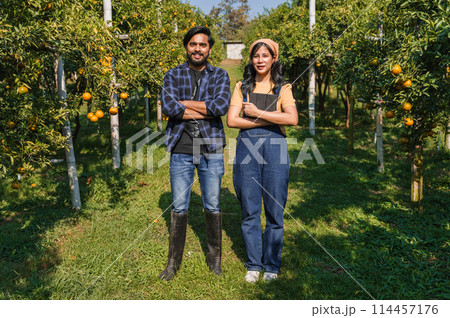 man and a woman stand in a field of oranges man and a woman stand in a field of oranges 114457176