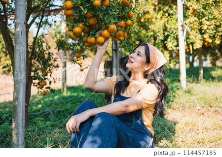 woman is sitting in the grass and picking oranges from a tree woman is sitting in the grass and picking oranges from a tree 114457185