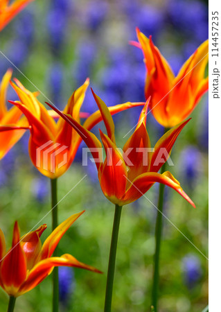 チューリップ・フライアウェイ（豊平公園）_8269 114457235