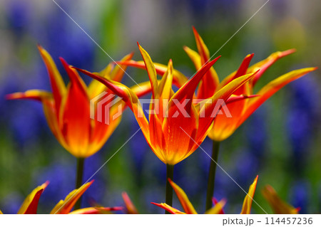 チューリップ・フライアウェイ(豊平公園)_8271 チューリップ・フライアウェイ(豊平公園)_8271 114457236