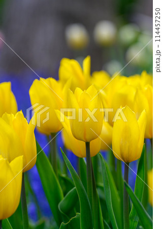 チューリップ・ストリロングゴールド（豊平公園）_3668 114457250