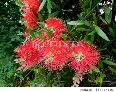 赤いブラシノキの花 赤いブラシノキの花 114457330