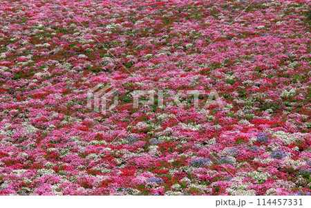 絨毯のような芝桜 絨毯のような芝桜 114457331