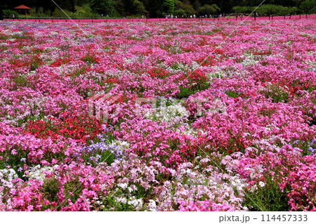 絨毯のような芝桜 絨毯のような芝桜 114457333