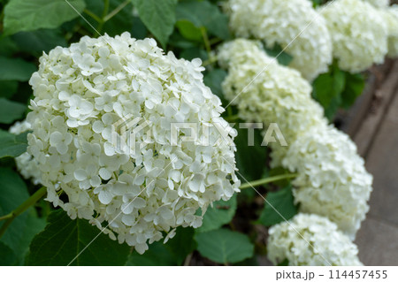 赤山城周辺(赤山歴史自然公園) 赤山城周辺(赤山歴史自然公園) 114457455