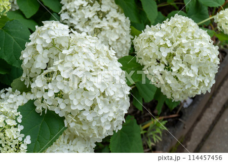 赤山城周辺(赤山歴史自然公園) 赤山城周辺(赤山歴史自然公園) 114457456
