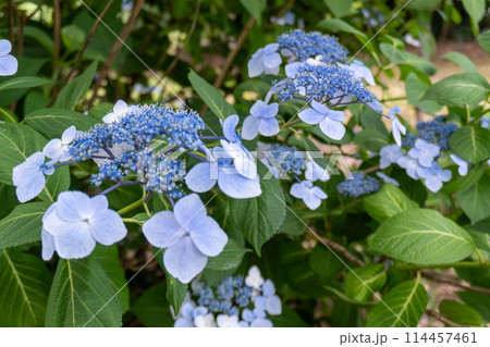 赤山城周辺（赤山歴史自然公園） 114457461