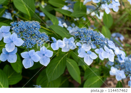 赤山城周辺（赤山歴史自然公園） 114457462