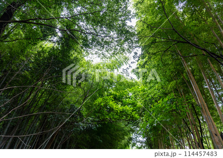 赤山城周辺(赤山歴史自然公園) 赤山城周辺(赤山歴史自然公園) 114457483
