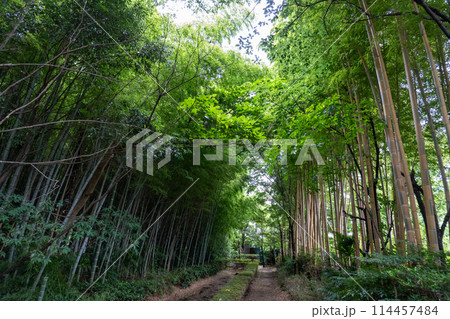 赤山城周辺（赤山歴史自然公園） 114457484