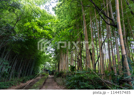 赤山城周辺（赤山歴史自然公園） 114457485