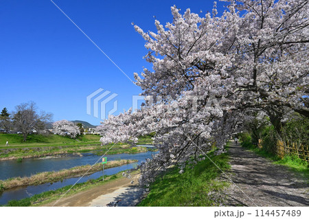 桜トンネルが続く4月の京都市賀茂川の小道 桜トンネルが続く4月の京都市賀茂川の小道 114457489