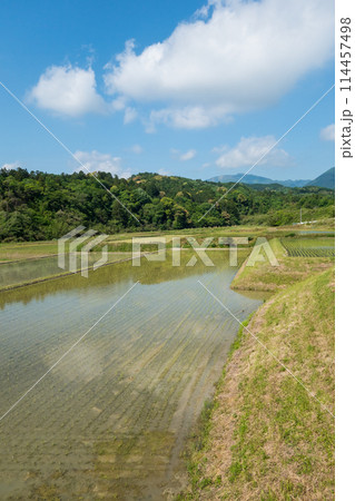 《田舎の風景》田植え直後の田んぼ 《田舎の風景》田植え直後の田んぼ 114457498