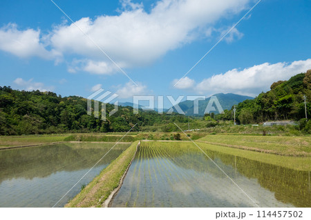 《田舎の風景》田植え直後の田んぼ 114457502