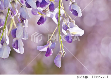 藤の花をアップ 藤の花をアップ 114457701