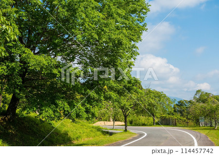 初夏の爽やかな新緑と道 初夏の爽やかな新緑と道 114457742