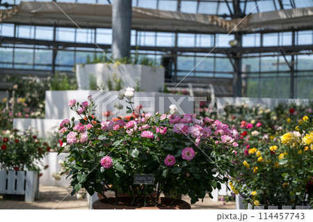 晴天の青空に咲き誇るバラの花の風景 晴天の青空に咲き誇るバラの花の風景 114457743