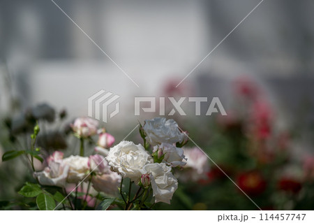 晴天の青空に咲き誇るバラの花の風景 晴天の青空に咲き誇るバラの花の風景 114457747
