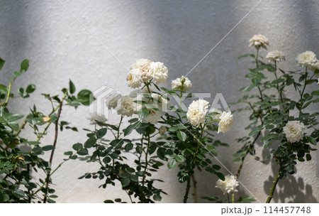 晴天の青空に咲き誇るバラの花の風景 晴天の青空に咲き誇るバラの花の風景 114457748