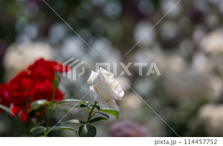 晴天の青空に咲き誇るバラの花の風景 晴天の青空に咲き誇るバラの花の風景 114457752